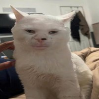 Trung Nguyễn avatar