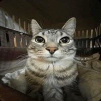 Nguyễn Gia Hòa Avatar