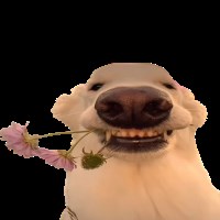 VietDepTryVoDich Avatar