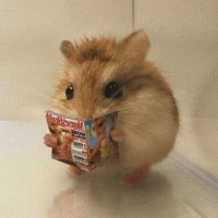 Ngô Xuân Duy avatar