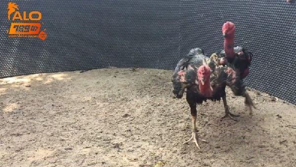 Trực Tiếp Đá Gà C1 Sôi Động, Hình Ảnh Full HD tại Alo789 Trực Tiếp Đá Gà C1 Sôi Động, Hình Ảnh Full HD tại Alo789