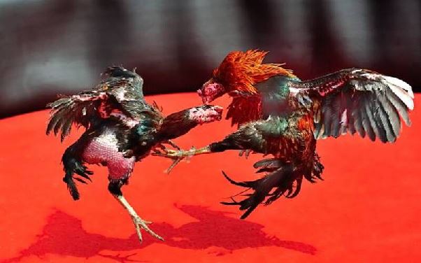 Kinh nghiệm chơi đá gà SV368 hiệu quả và an toàn cho tân thủ