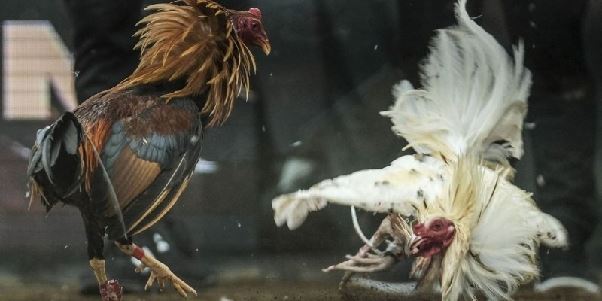 Đá Gà Cựa Dao - Loại Hình Cá Cược Trực Tuyến Hot Nhất 2025