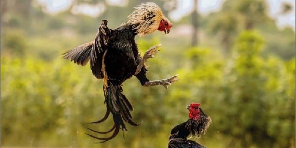 Đá Gà Cựa Dao - Loại Hình Cá Cược Trực Tuyến Hot Nhất 2025