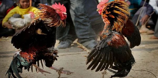 SV388 – Đấu trường đá gà trực tuyến uy tín hàng đầu châu Á