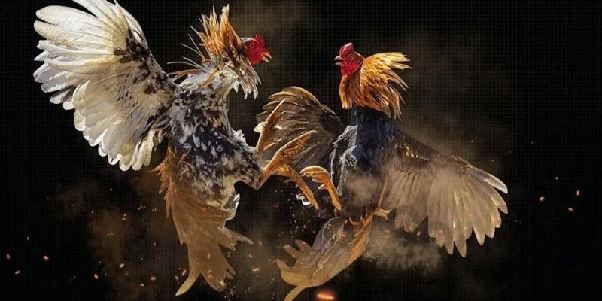 Đá Gà SV368 – Nơi Hội Tụ Của Những Trận Thư Hùng Đỉnh Cao