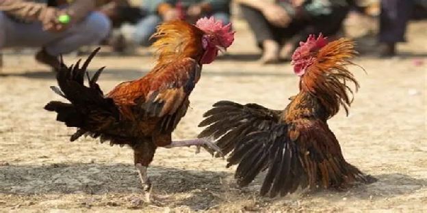 Xem Đá Gà Live Tại King88 – Trải Nghiệm Đỉnh, Cháy Siêu Đã!