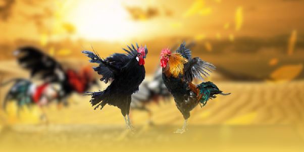 Chiến lược cược chấp hiệu quả khi tham gia tại ALO789