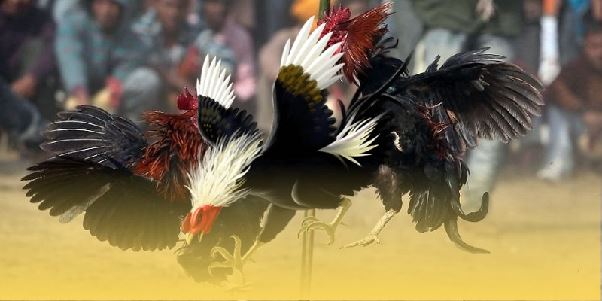 Trải nghiệm đỉnh cao chất lượng với đá gà cựa dao SV388 Trải nghiệm đỉnh cao chất lượng với đá gà cựa dao SV388