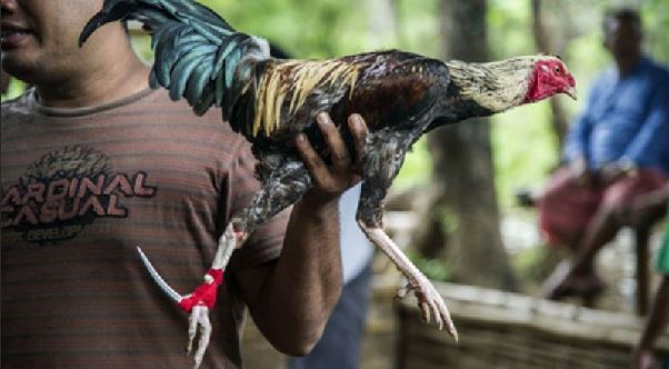 Đá Gà Cựa Sắt Fun88 Hôm Nay – Tổng Hợp Các Kiến Thức Về Đá Gà