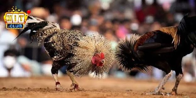 Đá Gà Tre Hitclub – Chi Tiết Về Luật Và Mẹo Cược Hiệu Quả