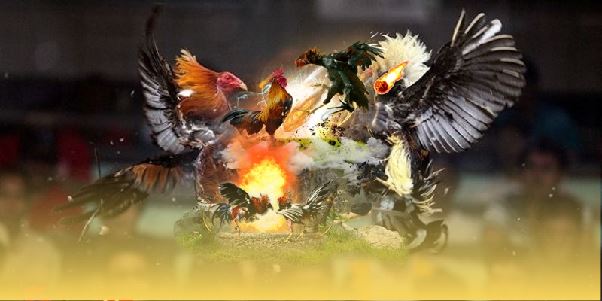 Trải nghiệm đỉnh cao chất lượng với đá gà cựa dao SV388 Trải nghiệm đỉnh cao chất lượng với đá gà cựa dao SV388