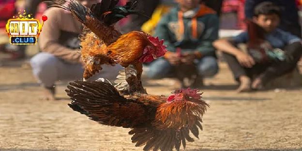 Đá Gà Tre Hitclub – Chi Tiết Về Luật Và Mẹo Cược Hiệu Quả