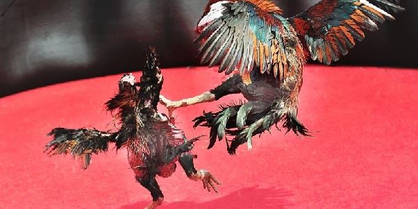 GA6789 – Sân chơi đá gà trực tuyến uy tín hàng đầu châu Á