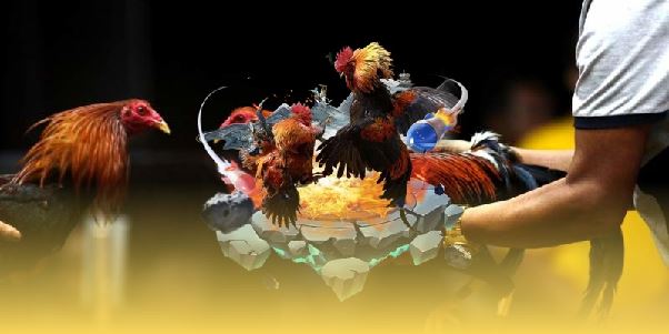 Gà Điều Đá Ngày Nào Tốt Nhất? Bí Quyết Chọn Thời Điểm Chuẩn