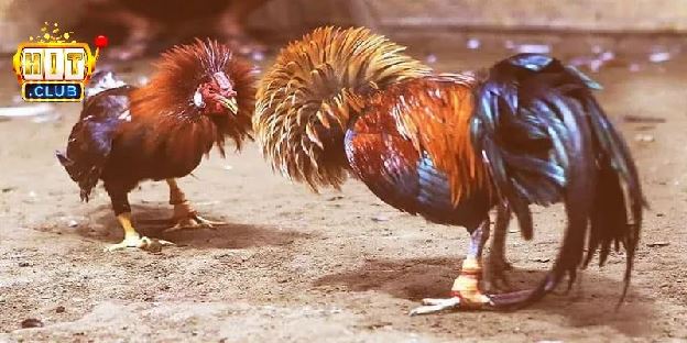 Đá Gà Tre Hitclub – Chi Tiết Về Luật Và Mẹo Cược Hiệu Quả