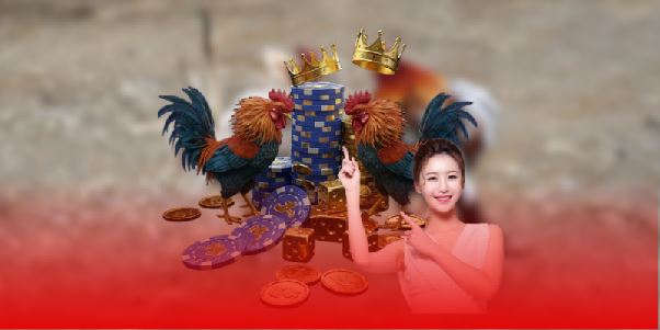 Trực tiếp đá gà Thomo tại GA888 và cách tham gia hiệu quả