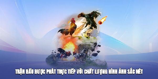 Đá Gà Online – Đấu Trường Kê Thủ Hấp Dẫn Năm 2025๖ۣۜ╰²ᵏ³ꁅᏁ๖ۣۜ╰²ᵏ³ꁅ