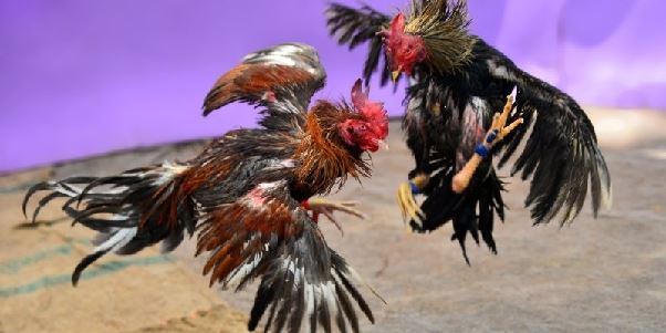 GA6789 – Sân chơi đá gà trực tuyến uy tín hàng đầu châu Á